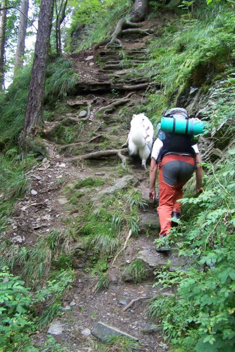 Dogtreking