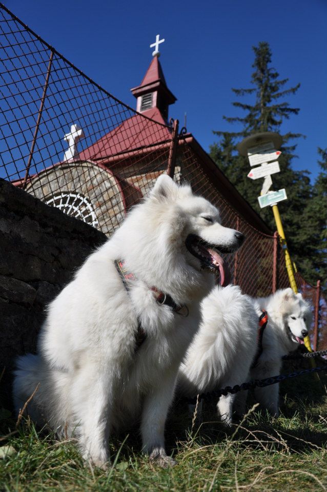 Dogtreking v Beskydech